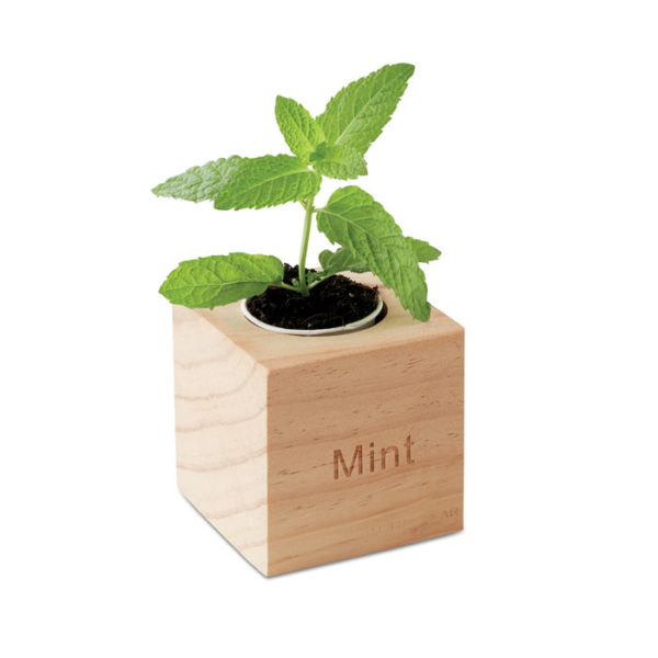 mini vaso in legno con semi di menta da scrivania
